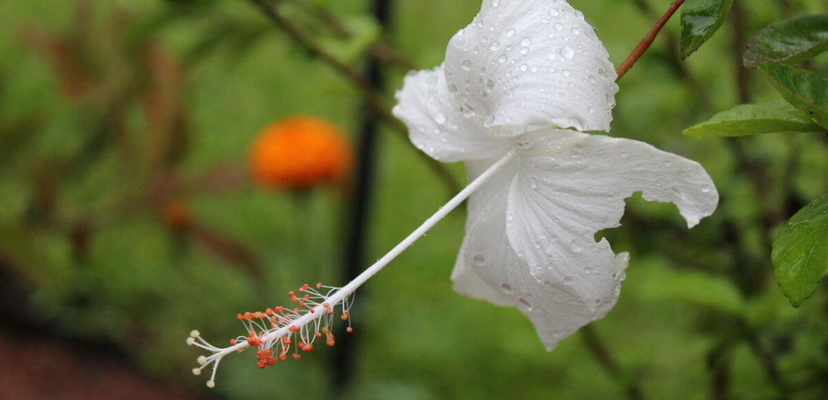 Pourquoi suivre une cure ayurvédique de détoxification?
