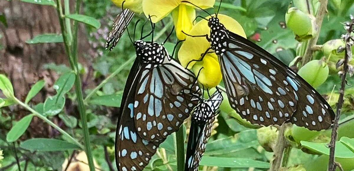 Ayurveda et couleurs