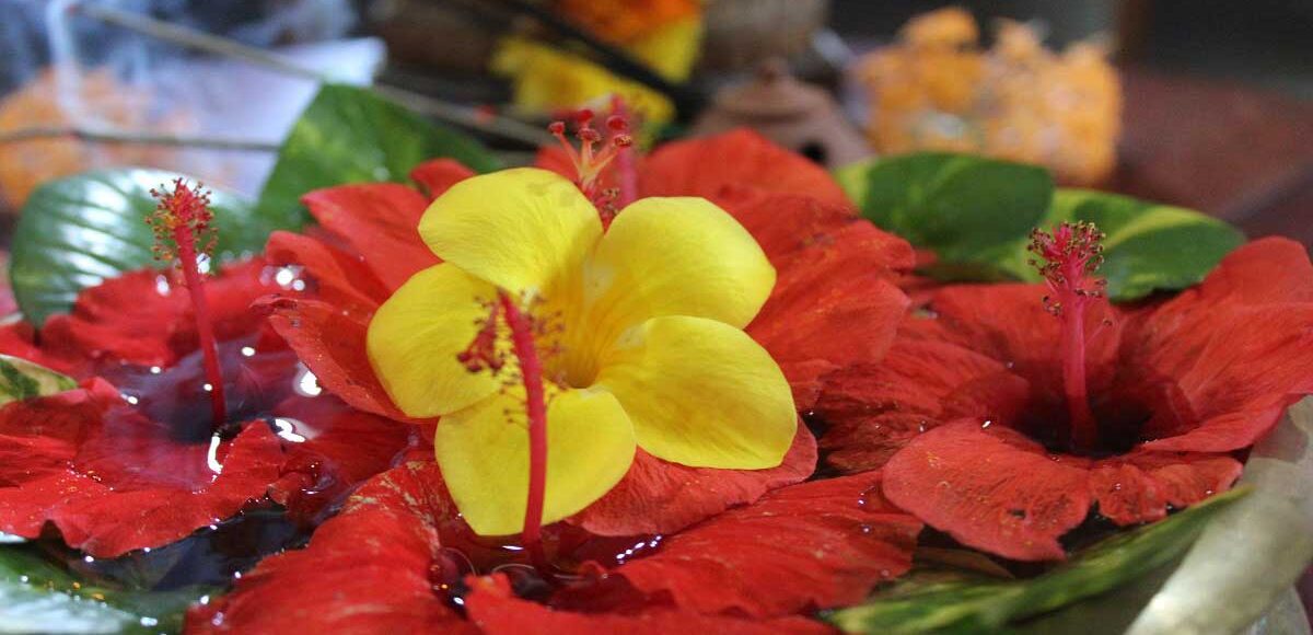 Séjours Ayurvédiques vous souhaite une Joyeuse Nouvelle Année