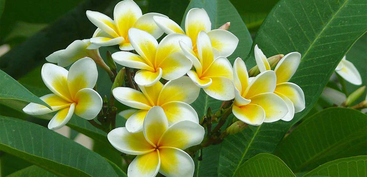 Embrassez le renouveau: un voyage ayurvédique pour une cure ayurvédique Panchakarma