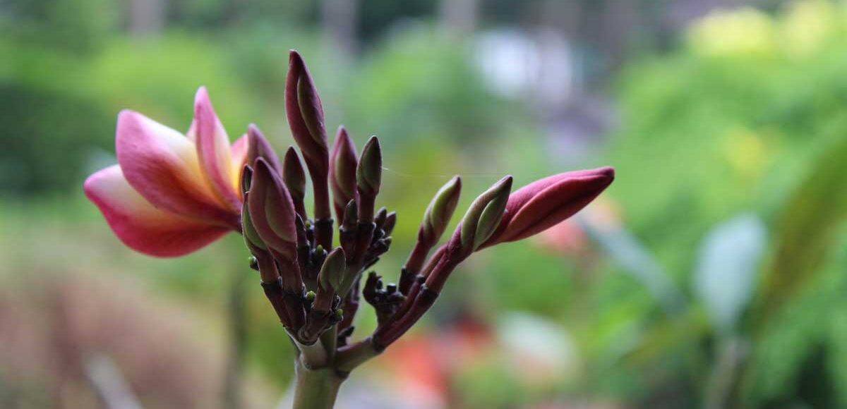 Retrouver l'équilibre intérieur avec l’ayurveda